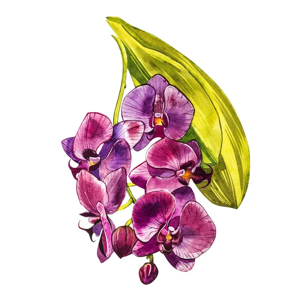 Akvarell orchid filial, handritad blommig illustration isolerade på en vit bakgrund. Flora akvarell illustration, botaniska målning, hand ritning. — Stockfoto