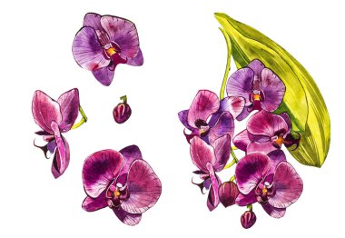 Suluboya dal orkide, elle çizilmiş çiçek illüstrasyon izole beyaz bir arka plan üzerinde. Flora suluboya resim, botanik boyama, el çizimi.