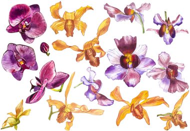 Suluboya dal orkide, elle çizilmiş çiçek illüstrasyon izole beyaz bir arka plan üzerinde. Flora suluboya resim, botanik boyama, el çizimi.
