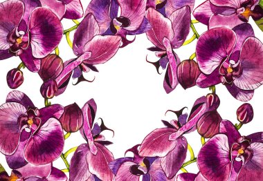 Suluboya dal orkide, elle çizilmiş çiçek illüstrasyon izole beyaz bir arka plan üzerinde. Flora suluboya resim, botanik boyama, el çizimi.