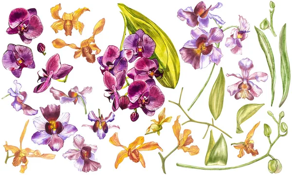 Suluboya dal orkide, elle çizilmiş çiçek illüstrasyon izole beyaz bir arka plan üzerinde. Flora suluboya resim, botanik boyama, el çizimi.