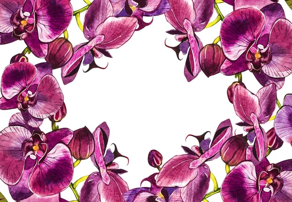 Акварельна гілка орхідей, намальована вручну квіткова ілюстрація ізольована на білому тлі. Флора акварельна ілюстрація, ботанічний живопис, малюнок рук . — стокове фото