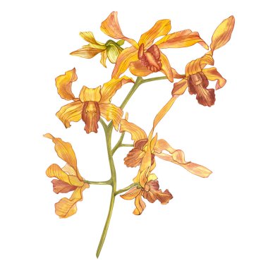 Suluboya dal orkide, elle çizilmiş çiçek illüstrasyon izole beyaz bir arka plan üzerinde. Flora suluboya resim, botanik boyama, el çizimi.