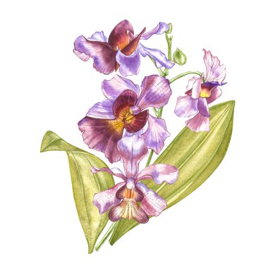 Suluboya dal orkide, elle çizilmiş çiçek illüstrasyon izole beyaz bir arka plan üzerinde. Flora suluboya resim, botanik boyama, el çizimi.