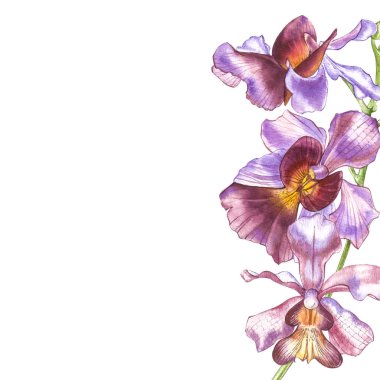 Suluboya dal orkide, elle çizilmiş çiçek illüstrasyon izole beyaz bir arka plan üzerinde. Flora suluboya resim, botanik boyama, el çizimi.
