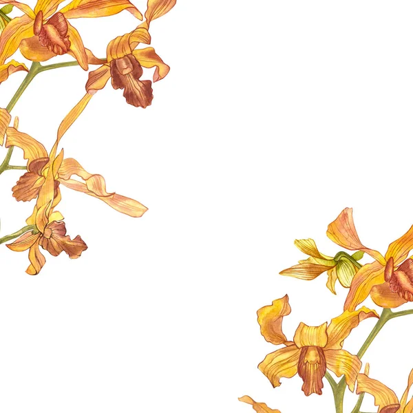 Akvarell orchidea ág, kézzel rajzolt virágos illusztráció elszigetelt fehér background. Flora akvarell illusztráció, botanikai festés, kézzel. — Stock Fotó