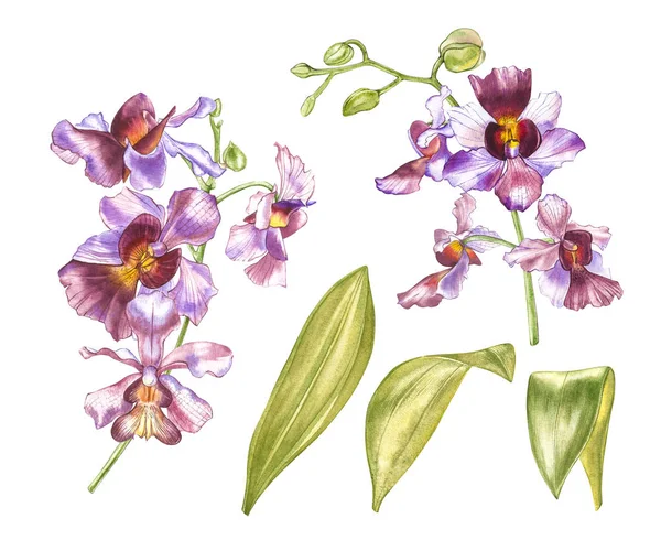 Ramo di orchidea acquerello, illustrazione floreale disegnata a mano isolata su sfondo bianco. Acquerello di flora illustrazione, pittura botanica, disegno a mano . — Foto Stock