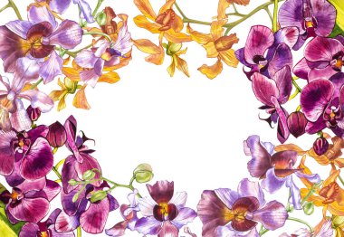 Suluboya dal orkide, elle çizilmiş çiçek illüstrasyon izole beyaz bir arka plan üzerinde. Flora suluboya resim, botanik boyama, el çizimi.