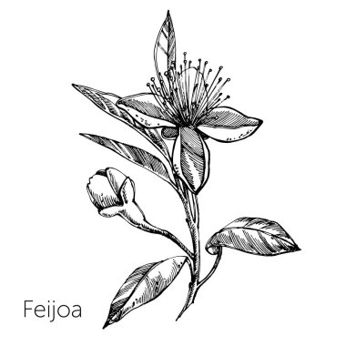 Feijoa meyve, çiçek, yaprak ve feijoa dilim topluluğu. Vektör el çizilen illüstrasyon.