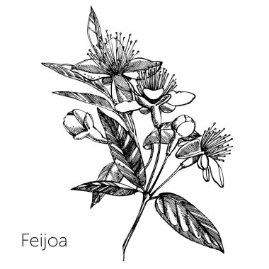 Feijoa meyve, çiçek, yaprak ve feijoa dilim topluluğu. Vektör el çizilen illüstrasyon.