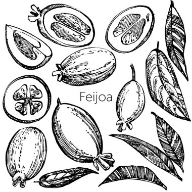 Feijoa meyve, çiçek, yaprak ve feijoa dilim topluluğu. Vektör el çizilen illüstrasyon.