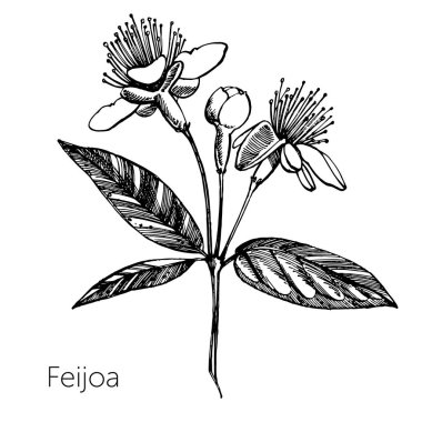 Feijoa meyve, çiçek, yaprak ve feijoa dilim topluluğu. Vektör el çizilen illüstrasyon.