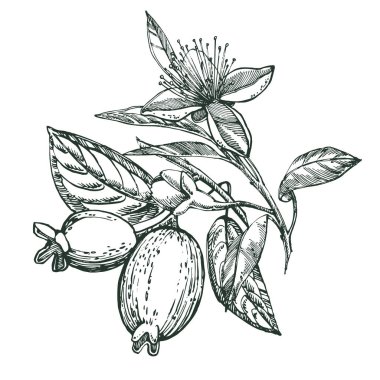 Feijoa meyve, çiçek, yaprak ve feijoa dilim topluluğu. Vektör el çizilen illüstrasyon.