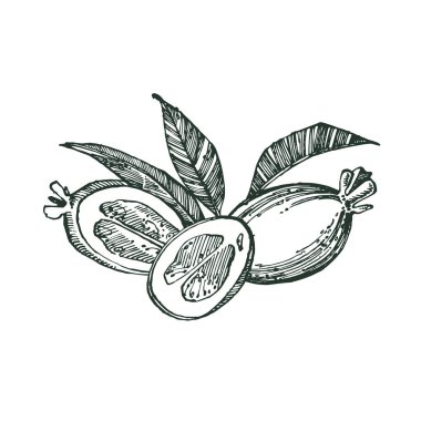 Feijoa meyve, çiçek, yaprak ve feijoa dilim topluluğu. Vektör el çizilen illüstrasyon.