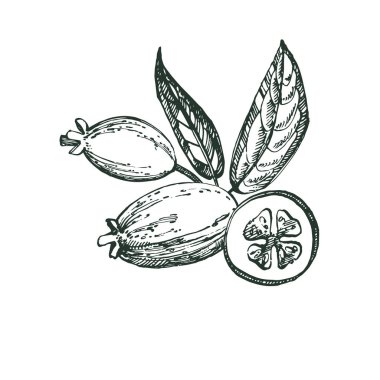 Feijoa meyve, çiçek, yaprak ve feijoa dilim topluluğu. Vektör el çizilen illüstrasyon.