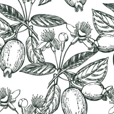 Feijoa meyve, çiçek, yaprak ve feijoa dilim topluluğu. Vektör el çizilen illüstrasyon.