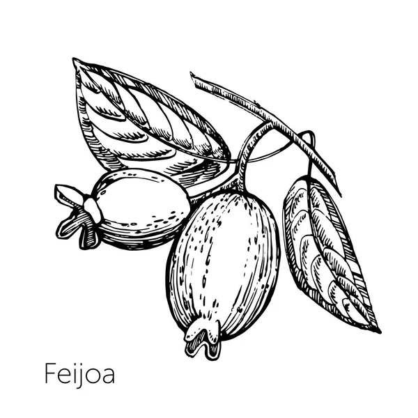 Samling av feijoa frukt, blommor, blad och feijoa slice. Vector hand dras illustration. — Stock vektor