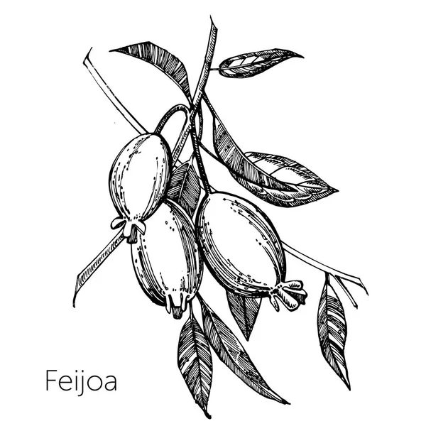 Collectie van feijoa fruit, bloemen, bladeren en feijoa segment. Vector hand getekende illustratie. — Stockvector