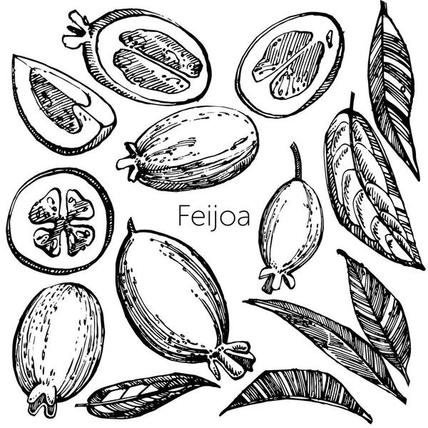 Feijoa gyümölcs, a virág, a levelek és a feijoa szelet gyűjteménye. Vektor kézzel rajzolt ábra. — Stock Vector