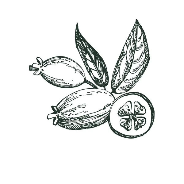 Collectie van feijoa fruit, bloemen, bladeren en feijoa segment. Vector hand getekende illustratie. — Stockvector