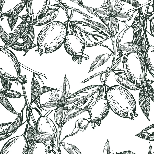 Collezione di feijoa frutta, fiore, foglie e fetta di feijoa. Illustrazione disegnata a mano vettoriale . — Vettoriale Stock