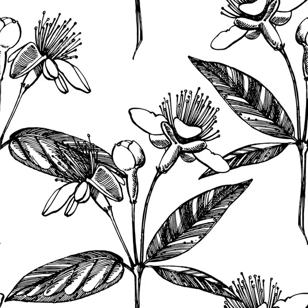 Коллекция feijoa фрукты, цветы, листья и feijoa ломтик. Векторная иллюстрация . — стоковый вектор