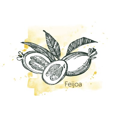Feijoa meyve, çiçek, yaprak ve feijoa dilim topluluğu. Vektör el çizilen illüstrasyon