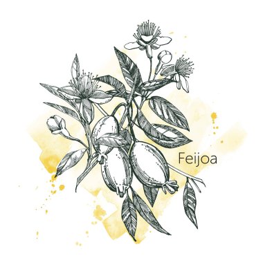 Feijoa meyve, çiçek, yaprak ve feijoa dilim topluluğu. Vektör el çizilen illüstrasyon.
