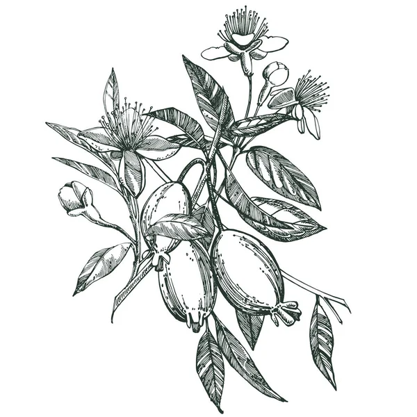 Coleção de feijoa fruta, flor, folhas e fatia de feijoa. Ilustração desenhada à mão vetorial . — Vetor de Stock