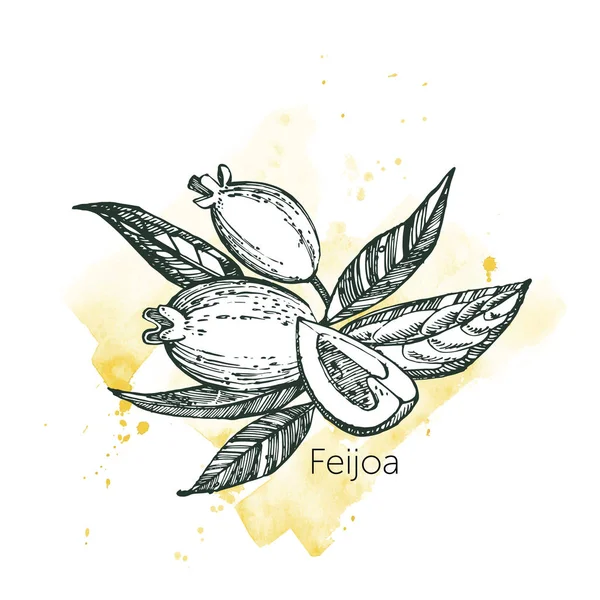 Collection de fruits, de fleurs, de feuilles et de tranches de féijoa. Illustration vectorielle dessinée main . — Image vectorielle