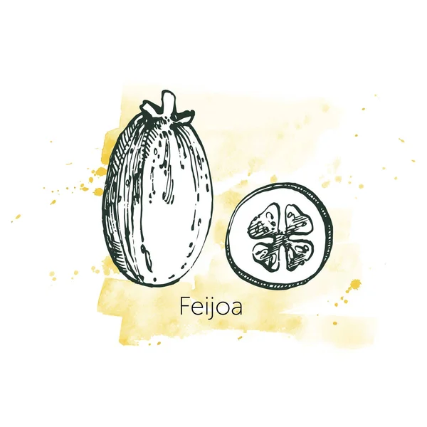 Coleção de feijoa fruta, flor, folhas e fatia de feijoa. Ilustração desenhada à mão vetorial . — Vetor de Stock