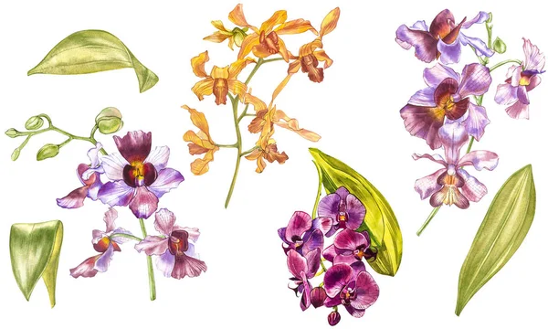 Aquarell-Orchideenzweig, handgezeichnete florale Illustration isoliert auf weißem Hintergrund. Flora Aquarell Illustration, botanische Malerei, Handzeichnung. — Stockfoto