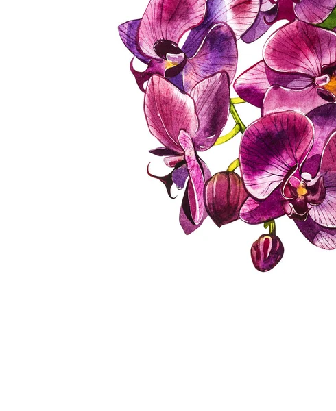 Aquarel orchidee tak, floral illustratie hand getrokken geïsoleerd op een witte achtergrond. Aquarel illustratie van flora, botanisch schilderen, hand tekenen. — Stockfoto