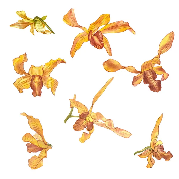 Ramo di orchidea acquerello, illustrazione floreale disegnata a mano isolata su sfondo bianco. Acquerello di flora illustrazione, pittura botanica, disegno a mano . — Foto Stock