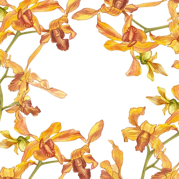 Akvarelu orchidej větev, ručně kreslenou květinové ilustrace izolované na bílém pozadí. Flora akvarel ilustrace, botanických malování, Ruční kresba. — Stock fotografie