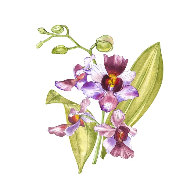Rama de orquídea acuarela, ilustración floral dibujada a mano aislada sobre un fondo blanco. Flora acuarela ilustración, pintura botánica, dibujo a mano . —  Fotos de Stock
