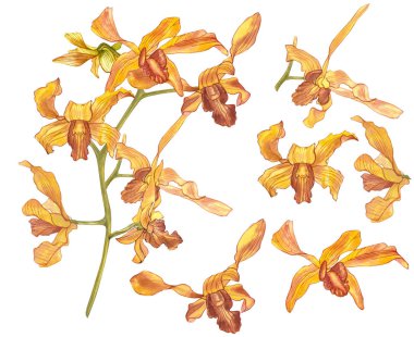 Suluboya dal orkide, elle çizilmiş çiçek illüstrasyon izole beyaz bir arka plan üzerinde. Flora suluboya resim, botanik boyama, el çizimi.