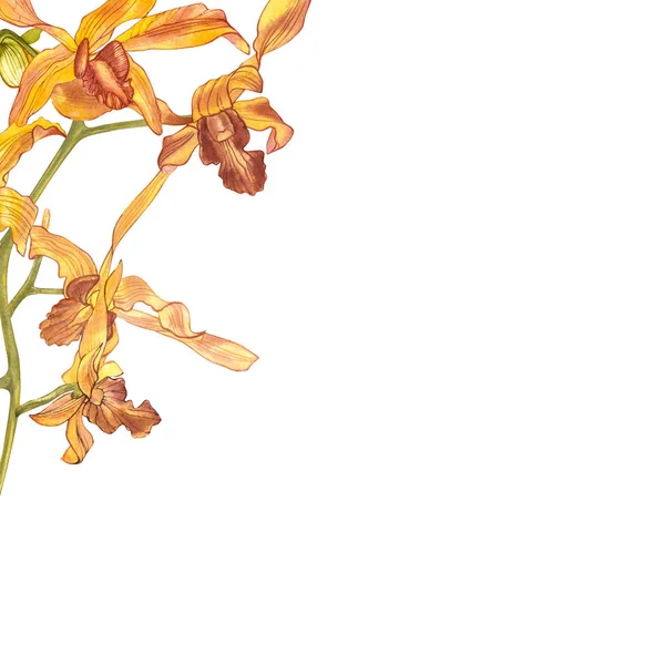 Branche d'orchidée aquarelle, illustration florale dessinée à la main isolée sur un fond blanc. Flore aquarelle illustration, peinture botanique, dessin à la main . — Photo