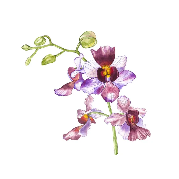 Suluboya dal orkide, elle çizilmiş çiçek illüstrasyon izole beyaz bir arka plan üzerinde. Flora suluboya resim, botanik boyama, el çizimi. — Stok fotoğraf