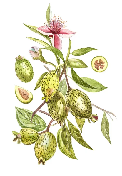 Illustrazione acquerello feijoa pianta. Pittura ad acquerello disegnata a mano su sfondo bianco. Sfondo ad acquerello con frutta feijoa, foglie e fetta feijoa . — Foto Stock