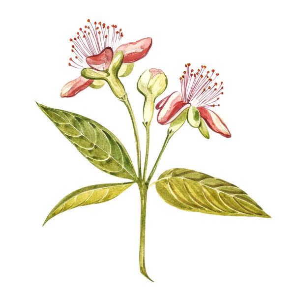 Aquarel illustratie feijoa plant. Hand getekend aquarel op witte achtergrond. Aquarel achtergrond met feijoa fruit, bladeren en feijoa segment. — Stockfoto