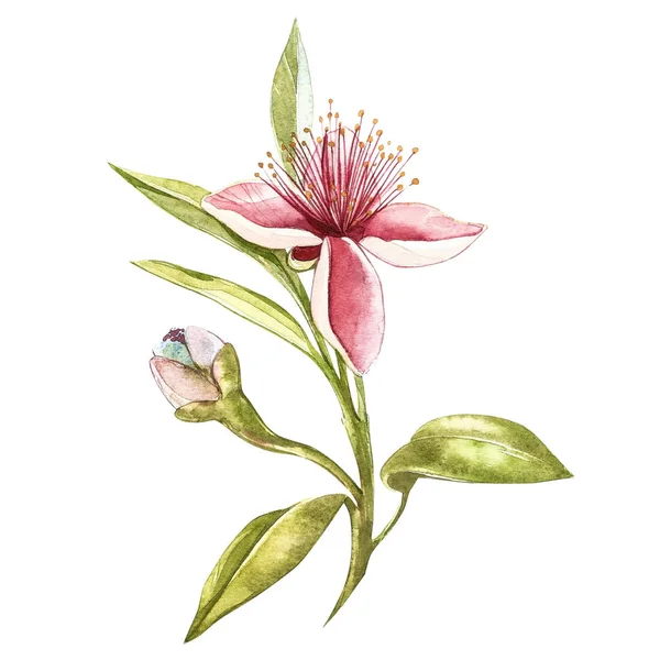 Aquarel illustratie feijoa plant. Hand getekend aquarel op witte achtergrond. Aquarel achtergrond met feijoa fruit, bladeren en feijoa segment. — Stockfoto