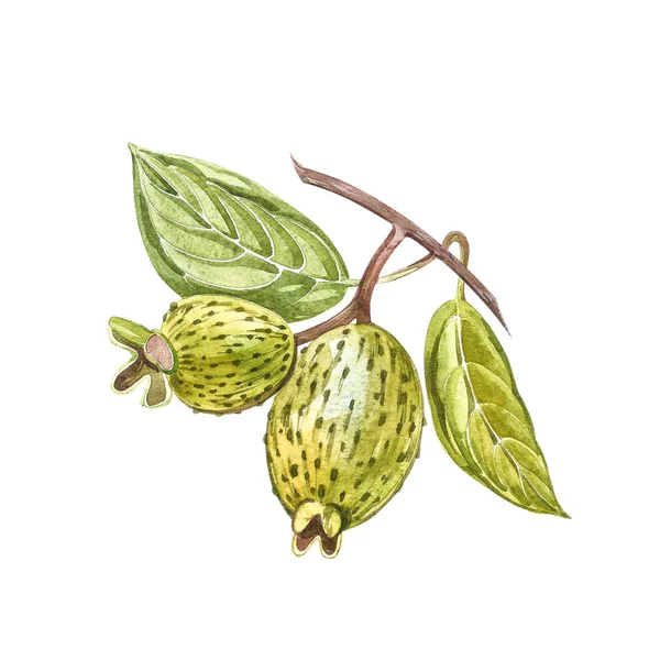 Ακουαρέλα Εικονογράφηση Φειζοα Γκουαγιαμπο Φυτό Χέρι Ζωγραφική Νερομπογιές Άσπρο Φόντο — Φωτογραφία Αρχείου