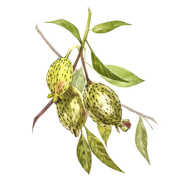 Illustrazione acquerello feijoa pianta. Pittura ad acquerello disegnata a mano su sfondo bianco. Sfondo ad acquerello con frutta feijoa, foglie e fetta feijoa . — Foto Stock