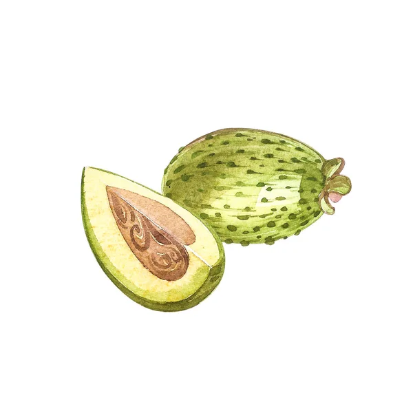 Aquarel illustratie feijoa plant. Hand getekend aquarel op witte achtergrond. Aquarel achtergrond met feijoa fruit, bladeren en feijoa segment. — Stockfoto