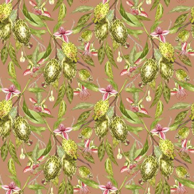 Sulu boya resimde feijoa bitki. El Beyaz zemin üzerine suluboya resim çekilmiş. Feijoa meyve sulu boya Dikişsiz desen arka plan.