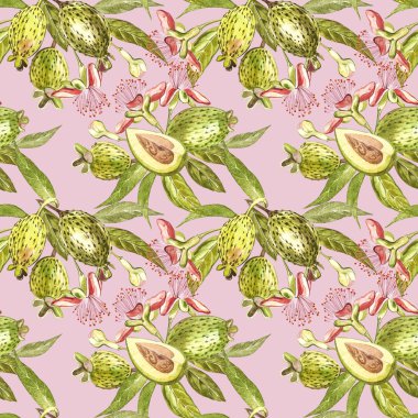 Sulu boya resimde feijoa bitki. El Beyaz zemin üzerine suluboya resim çekilmiş. Feijoa meyve sulu boya Dikişsiz desen arka plan.