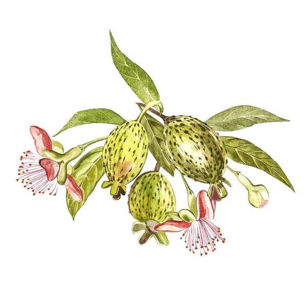 Aquarell Illustration Feijoa Pflanze. handgezeichnete Aquarellmalerei auf weißem Hintergrund. Aquarell-Hintergrund mit Feijoa-Frucht, Blättern und Feijoa-Scheibe. — Stockfoto