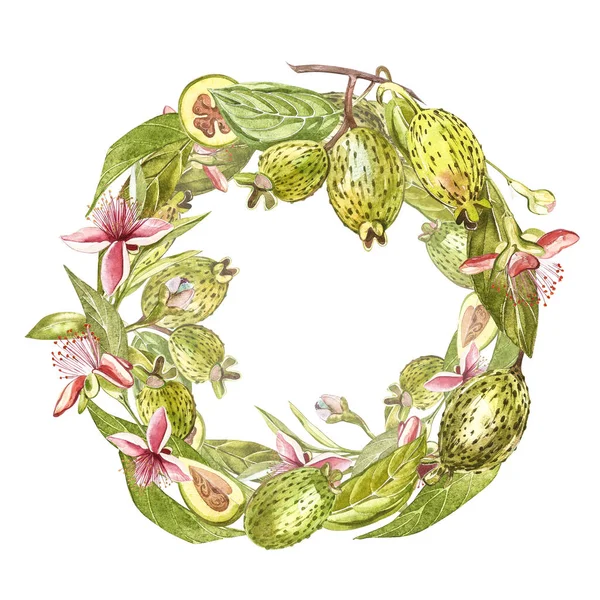 Aquarel illustratie feijoa plant. Hand getekend aquarel op witte achtergrond. Aquarel achtergrond met feijoa fruit, bladeren en feijoa segment. — Stockfoto