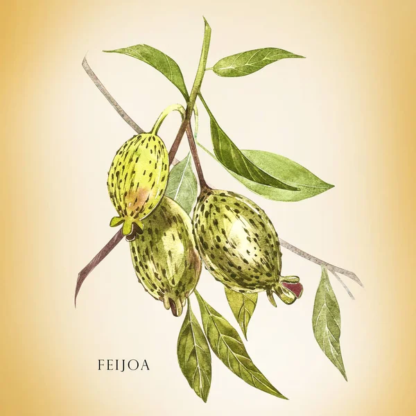 Aquarela ilustração feijoa planta. Mão desenhado aquarela pintura sobre fundo branco. Fundo aquarela com feijoa fruta, folhas e fatia de feijoa . — Fotografia de Stock